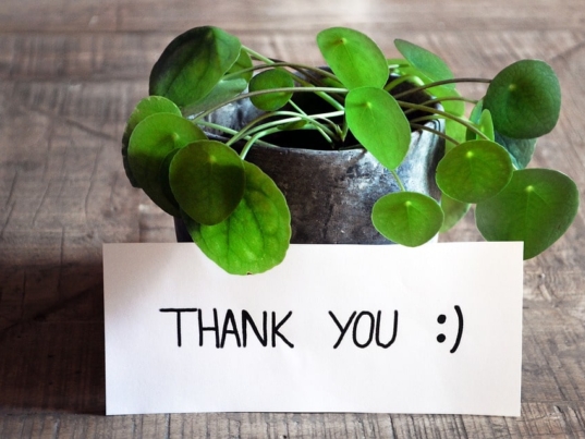 Piantina verde con un bigliettino con scritto thank you